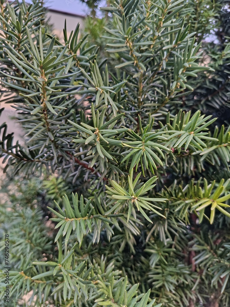 branches of a pine branches of a pine
