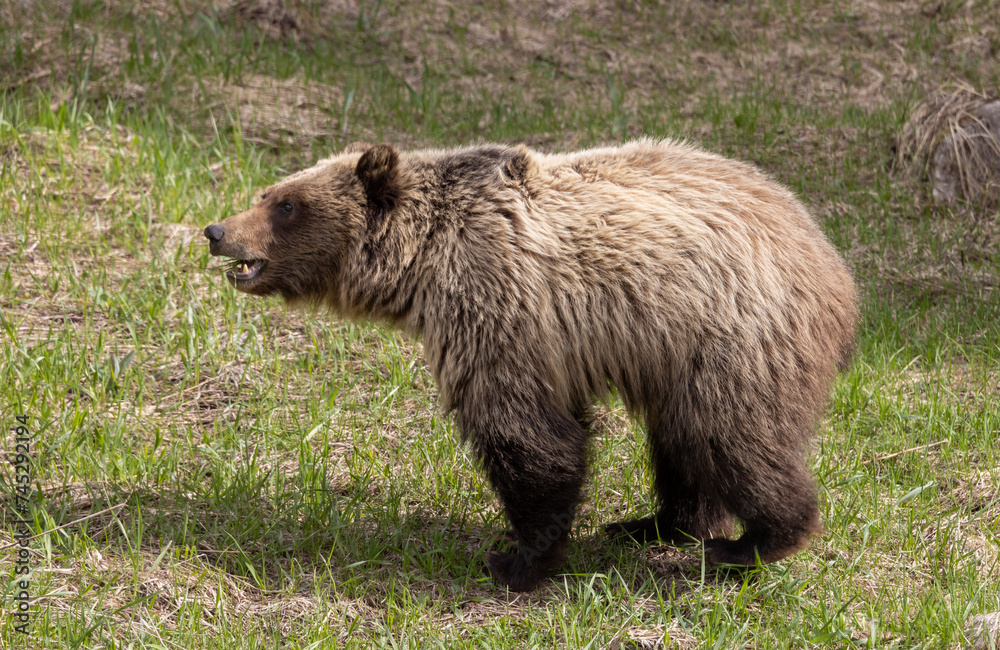 Grizzly Bear in Yellowstone National Park Wyoming Grizzly Bear in Yellowstone National Park Wyoming