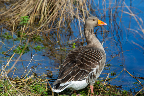 Greylag Goose at West Stow Lakes Suffolk photo