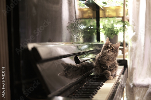Slika na platnu Cinematic, cat looks at camera