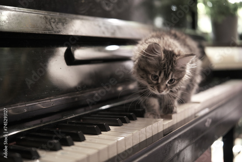 Cinematic cute kitty walks on piano keys. Concept of happy lovely adorable pets and music. photo