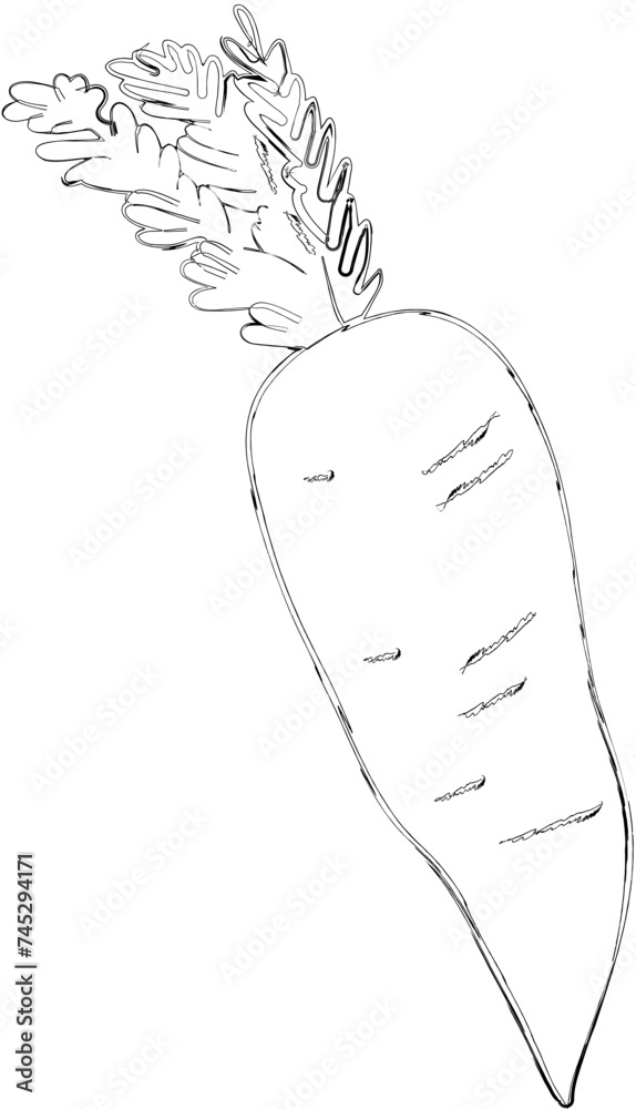Carrot drawing doodle vegetable design. Carrot drawing doodle vegetable design.