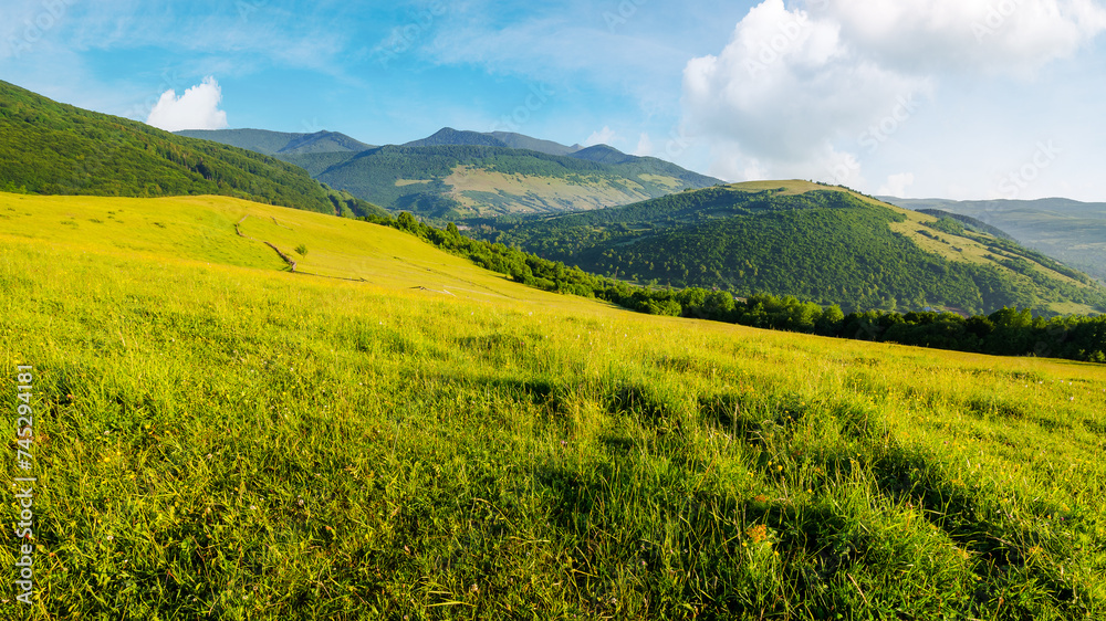 carpathian countryside scenery on a sunny summer morning. grassy rural pasture on the hill. mountain range in the distance
