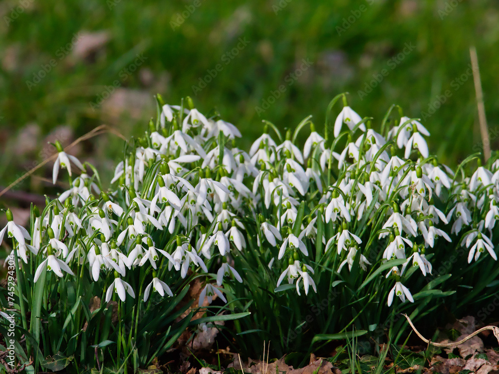 Fototapeta premium snowdrops in sunshine of spring