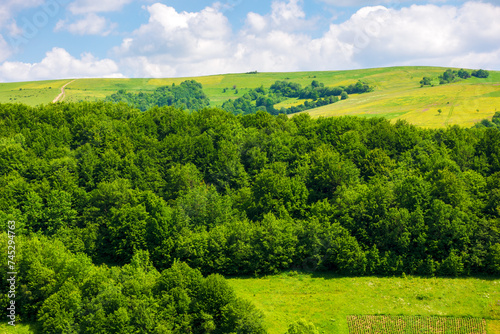 forest on the grassy slopes of pikui mountain, ukraine. wonderful nature scenery of carpathian landscape in summer photo