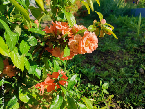 Bright quince flowers in spring.