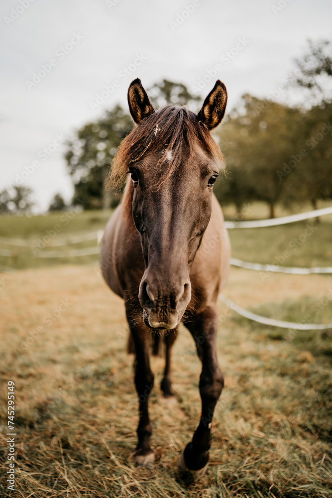 Obraz premium Ein braunes Pferd auf einer Weide