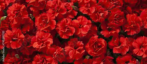 A cluster of vibrant red flowers blooming beautifully in the Dianthus Cherry Burst variety. The rich red blooms create a stunning burst of color, showcasing the natural beauty of the blossoms. © TheWaterMeloonProjec