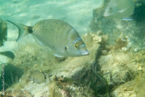 Sharpsnout seabream, (Diplodus puntazzo), Alghero, Sardinia, italy