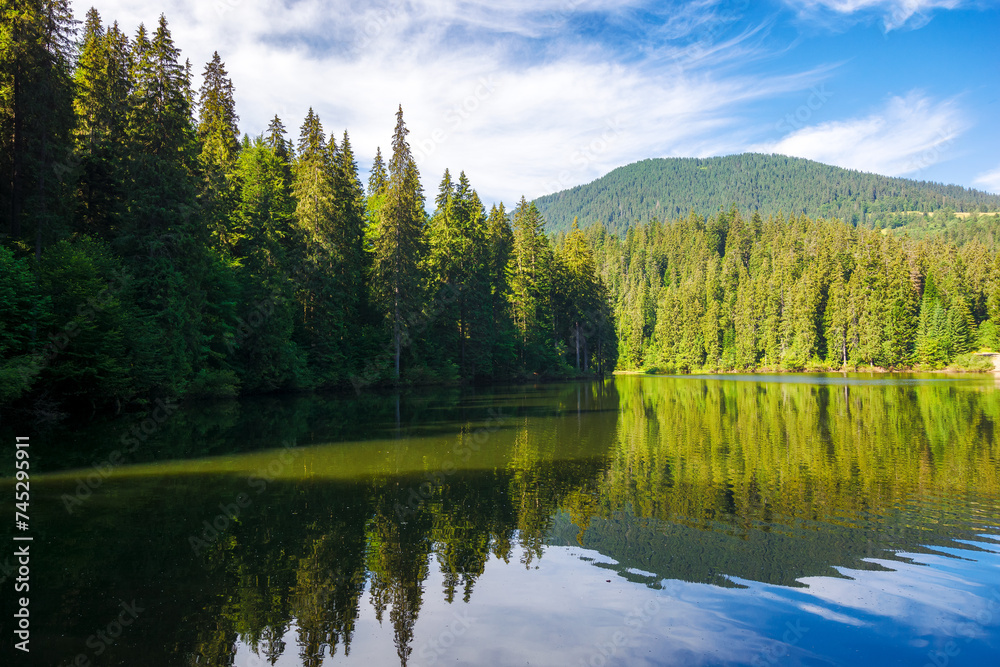 coniferous forest on the shore reflecting in the water. alpine landscape with lake of synevyr national park in morning light. popular travel destination of ukrainian carpathians in summer