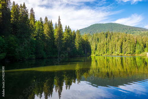 coniferous forest on the shore reflecting in the water. alpine landscape with lake of synevyr national park in morning light. popular travel destination of ukrainian carpathians in summer
