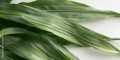 Verdant Corn Stalks isolated on white background with copy space. Simple Close-up of green corn stalk leaves, with a play of light and shadow highlighting their texture.