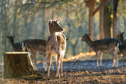 Fototapeta Naklejka Na Ścianę i Meble -  Close up of a female deer in the golden hour sunlight