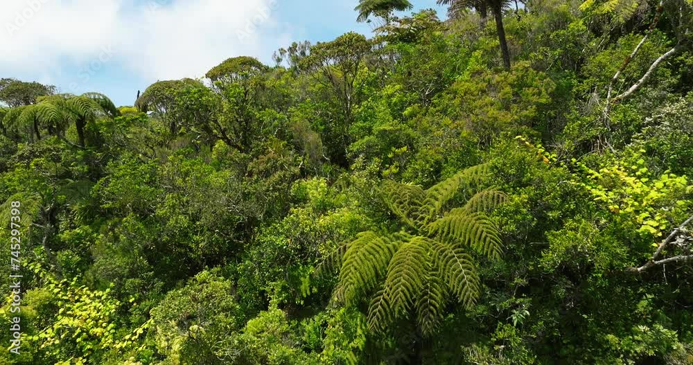 Forest in Reunion island amazing trees aerial view Forest in Reunion island amazing trees aerial view