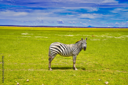 A lone Zebra framed against the lush grasslands of the Amboseli national park  Kenya