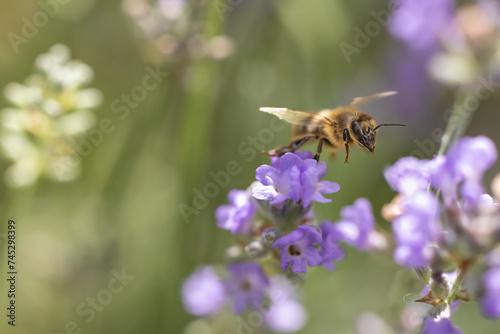Honey bee is flying over lavender flowers. Horizontally.  © frank11