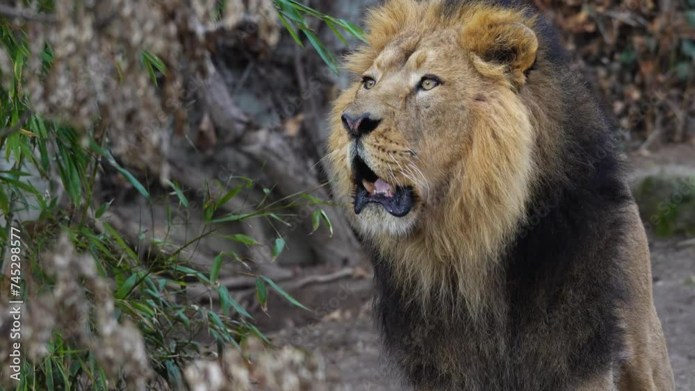 Male Lion standing on the ground and roaring. Male Lion standing on the ground and roaring.