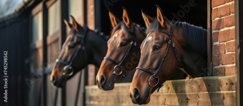 A group of horses, likely racehorses, standing side by side next to each other. They are gazing out of the barn towards the afternoon sun.