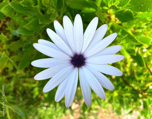 Принти на полотні White Cape daisy close-up, flower with light purple center and young buds above green leaves