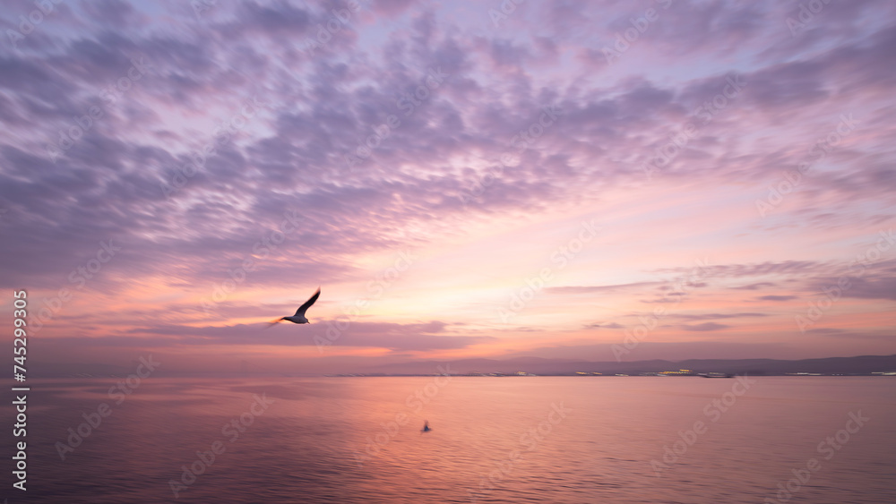 A pan photo of seagull at the sunrise