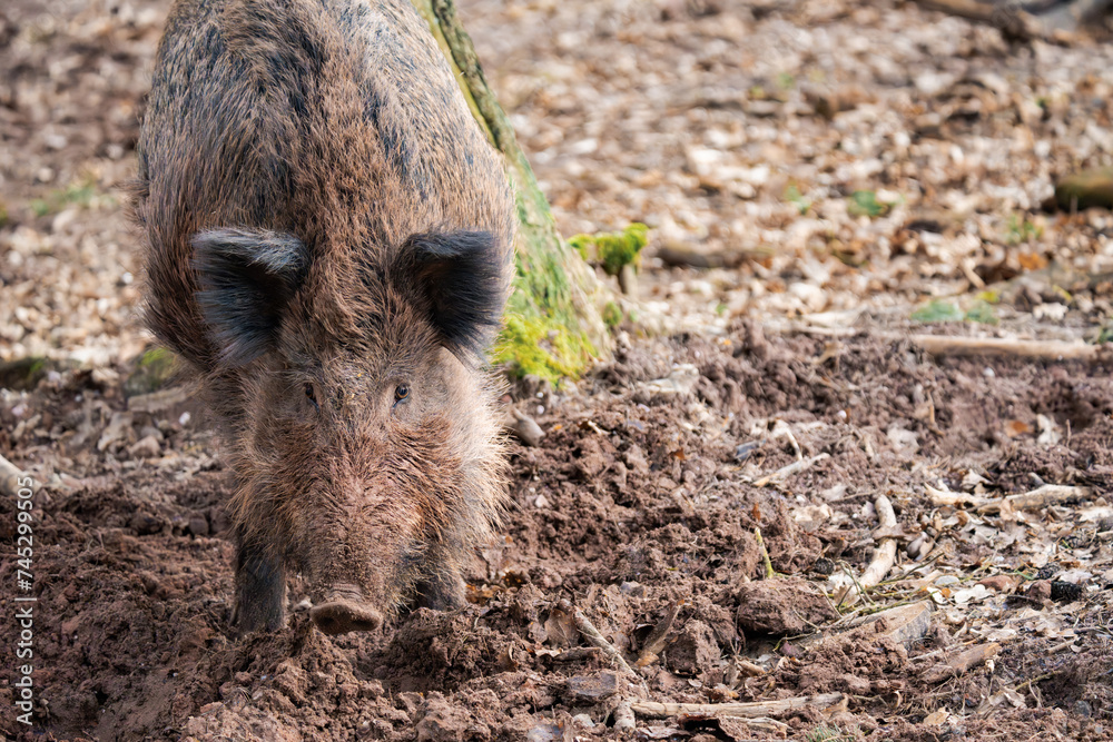 Wild boar looking straight at the camera Wild boar looking straight at the camera