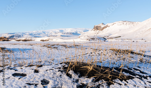 Beautiful winter view of of winter landscape of Reynisfjara Beach with gass growing in the black sand volcanic beach in the foreground. Snowy mountains in the background. Beautiful view on snowy Reyni