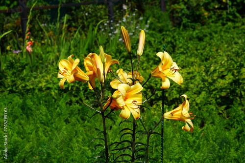 A bright variety of lily flowers. photo