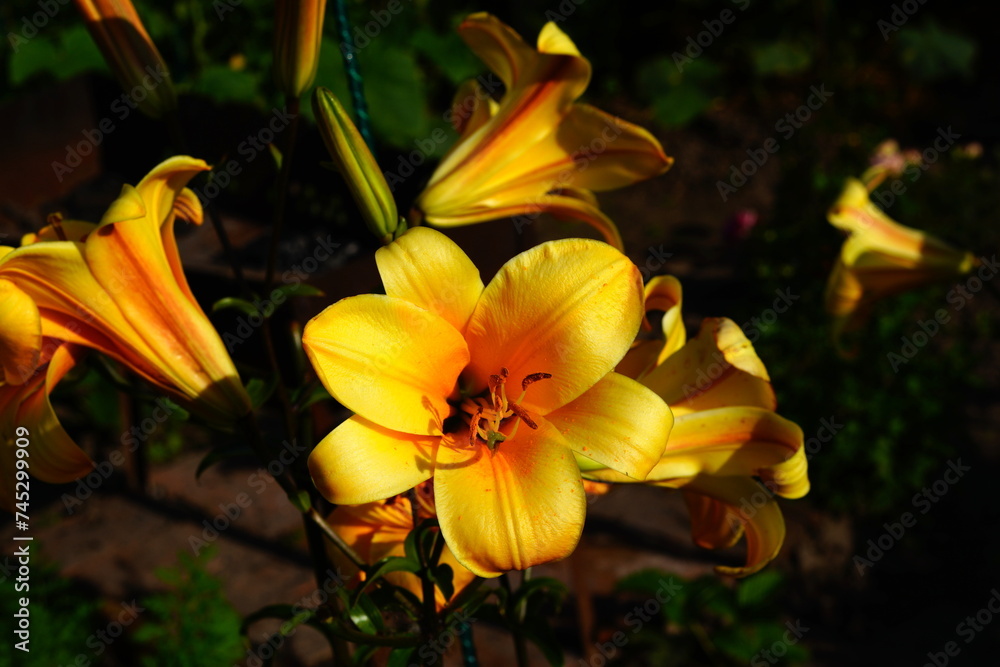 Fototapeta premium A bright variety of lily flowers.