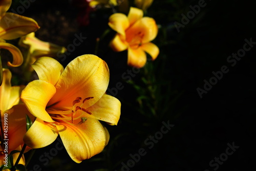 A bright variety of lily flowers. photo