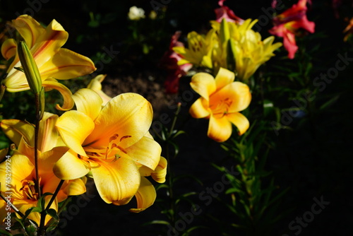 A bright variety of lily flowers.