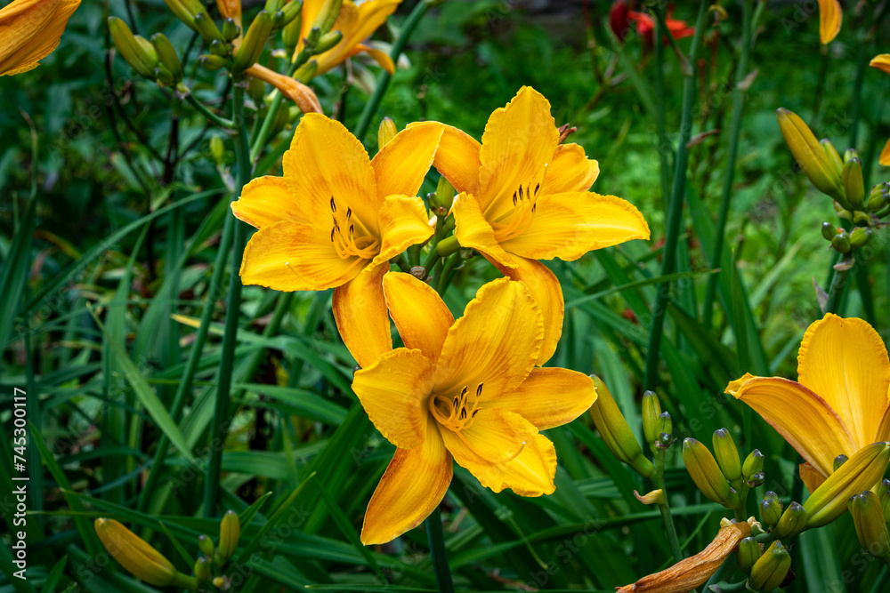 A bright variety of lily flowers. A bright variety of lily flowers.