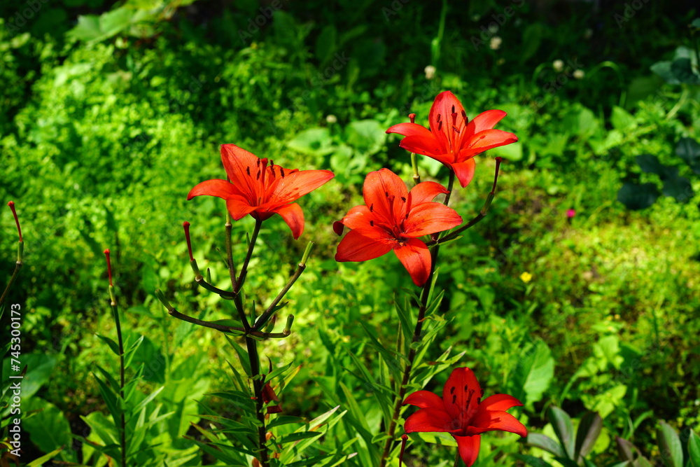 A bright variety of lily flowers.