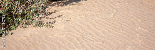 Foto Green bushes among the sand
