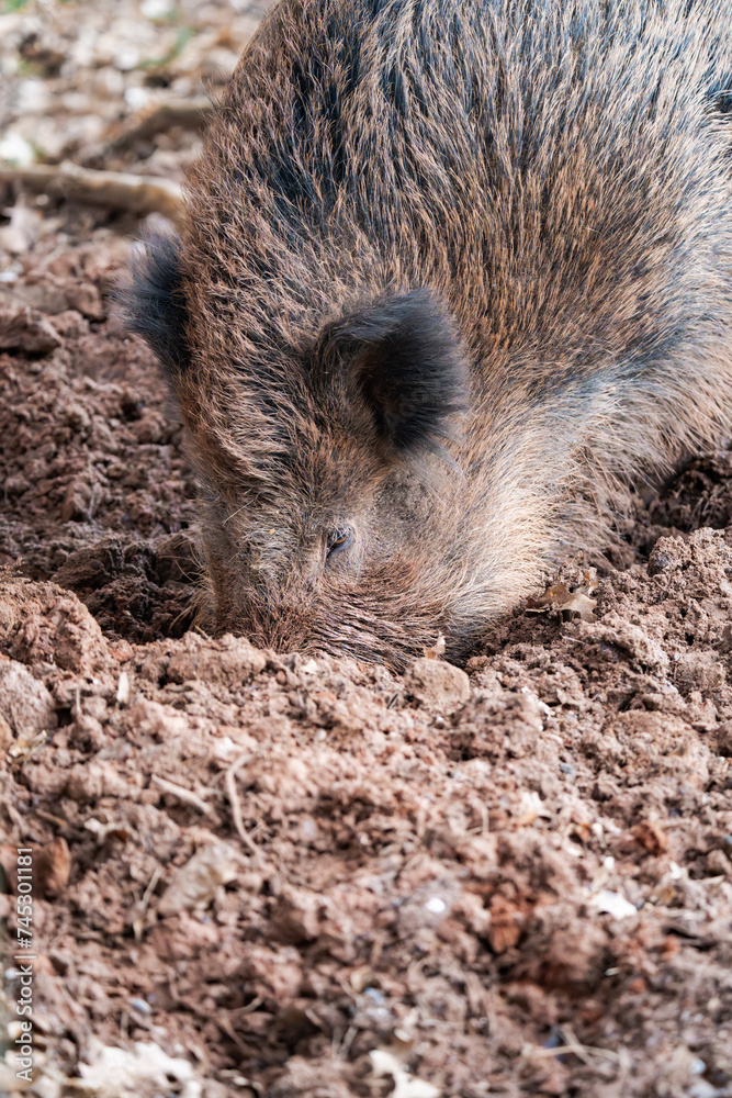 Wild boar digging in the dirt for some food Wild boar digging in the dirt for some food