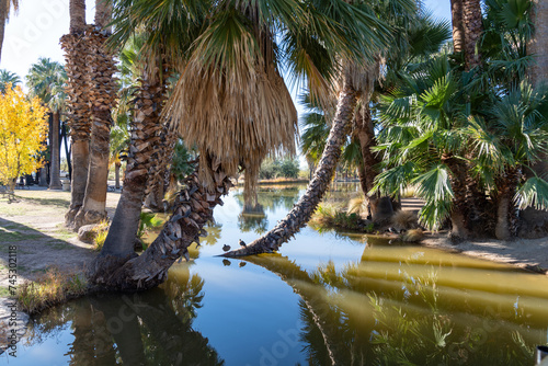 Konstfotografi Agua Caliente Regional Park, a desert oasis in Tucson Arizona