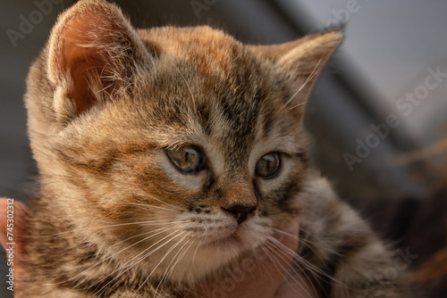 Cute Adorable Female Torbie Coat Fur Coloured Mixed Breed Kitten Being Held by Person with Beautiful Gold Eyes