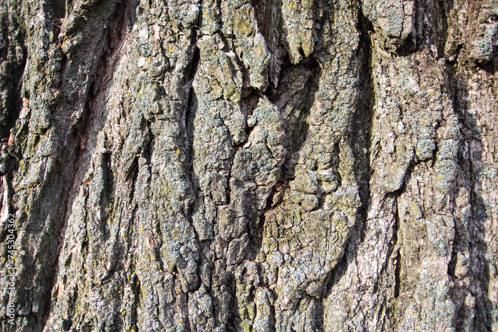 Grey tree bark with moss background or texture Grey tree bark with moss background or texture