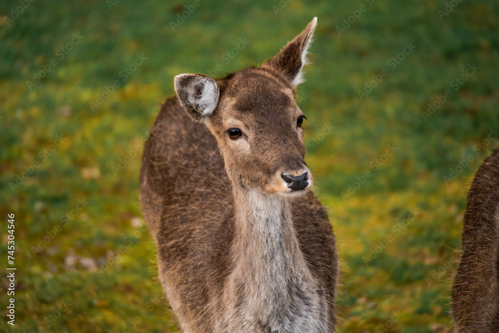 Female deer looking curious at the camera