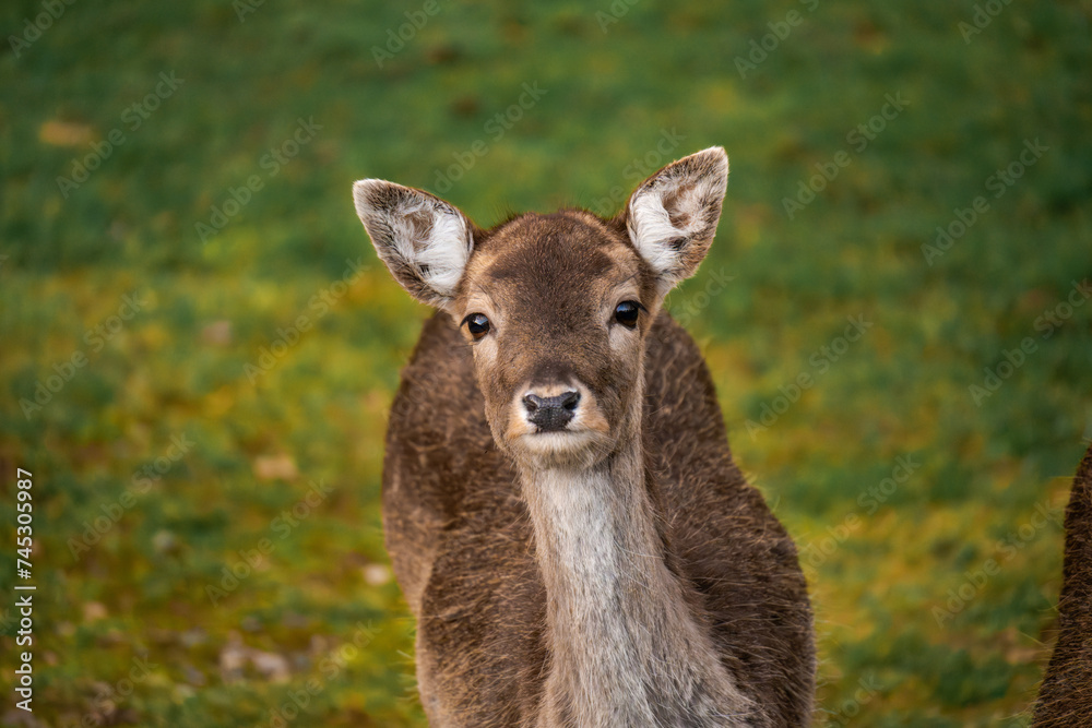 Female deer looking curious at the camera