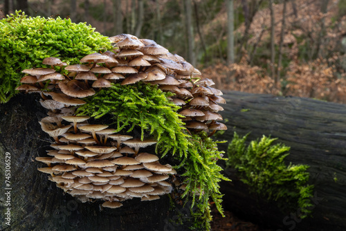 A group of brown Winter Bonnet mushrooms (Mycena tintinnabulum) on a tree with moss photo