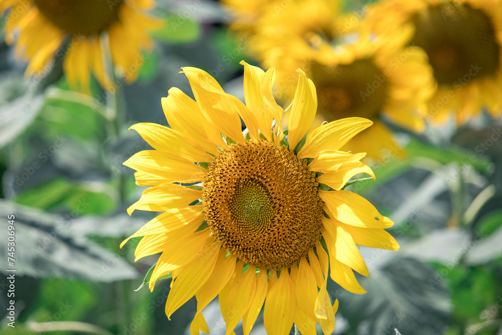 Fototapeta premium Close-up of a sunflower growing in a field of sunflowers during a nice sunny summer day with some clouds.