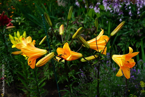 A bright variety of lily flowers. photo