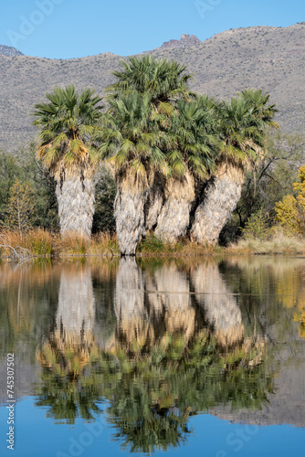 Agua Caliente Regional Park in Tucson Arizona on a sunny day