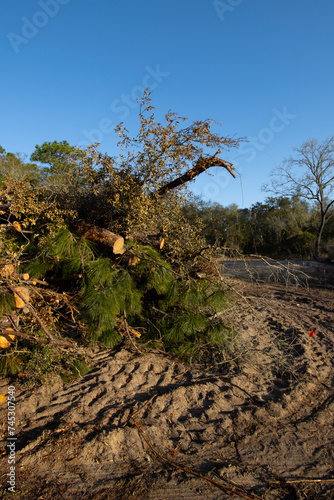 Native forest habitat destroyed for new housing construction in north central Florida photo