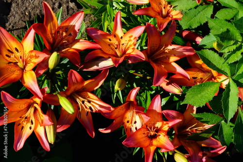 A bright variety of lily flowers. photo