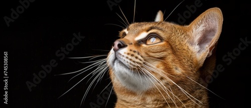 a close up of a cat's face with it's eyes open and it's eyes wide open.