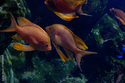 Underwater world with the sea goldie also known as the orange basslet, lyretail coralfish or scalefin anthias ( Pseudanthias squamipinnis ) photo