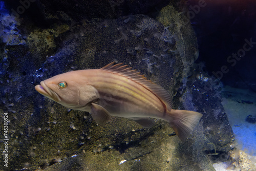 Underwater world with Golden grouper also known as Goldblotch grouper or ductus ( Epinephelus costae )
