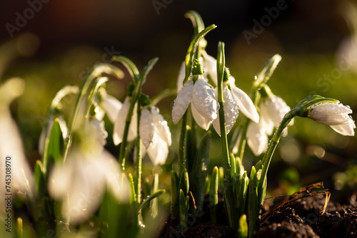 Snowdrops first spring flowers.