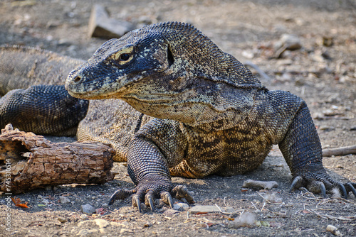 Komodonationalpark - Komodovaran